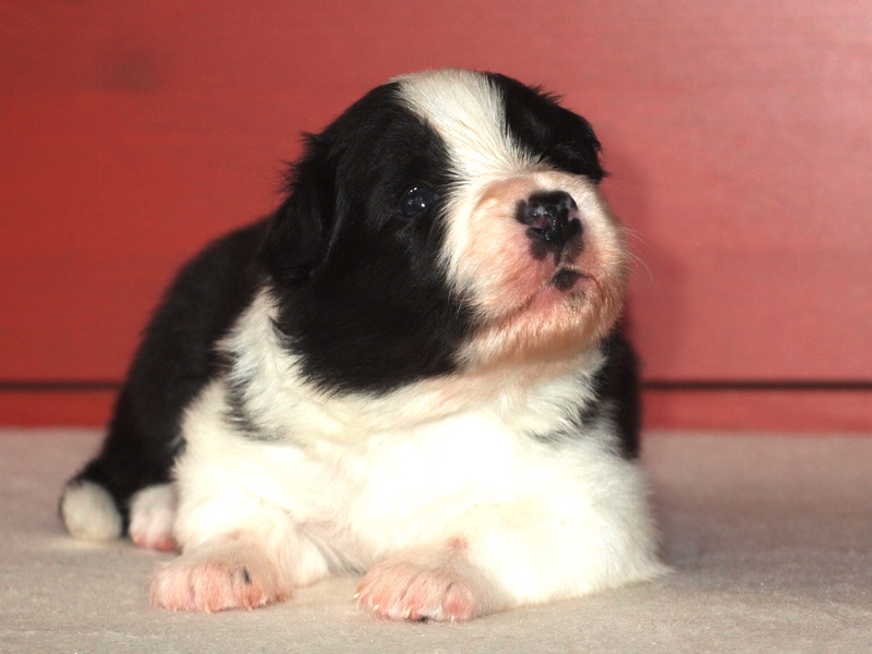 Cecill Nill - 17 dnů / 17 days - 004