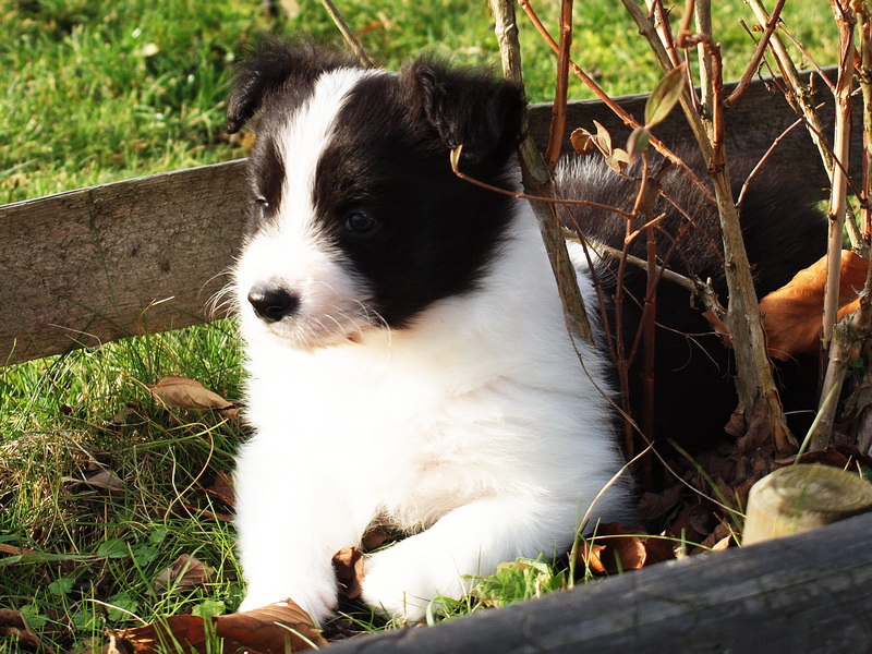 Crowdy Lee - 1 měsíc & 1 týden / 1 month & 1 week - 008