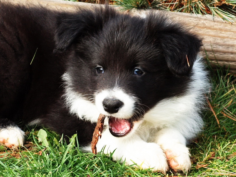 Ceedy Dean - 7 týdnů / 7 weeks - 013