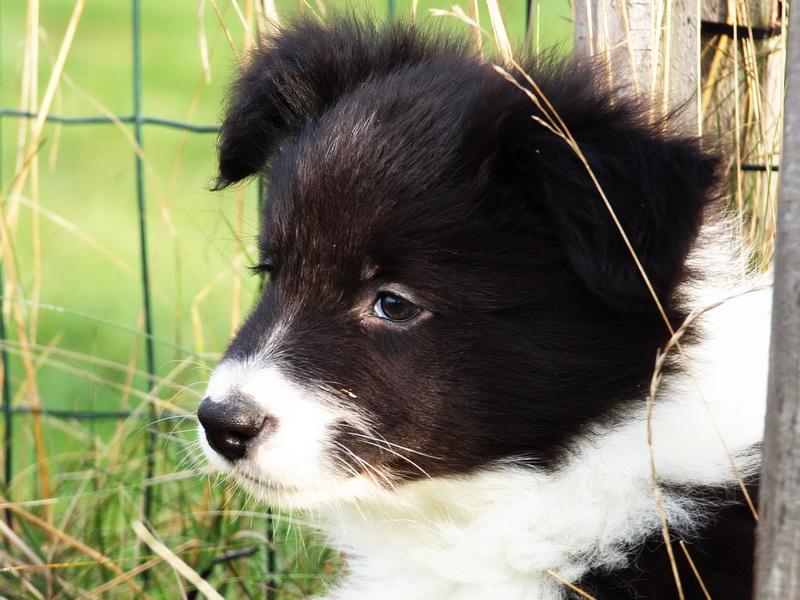 Ceedy Dean - 7 týdnů / 7 weeks - 015