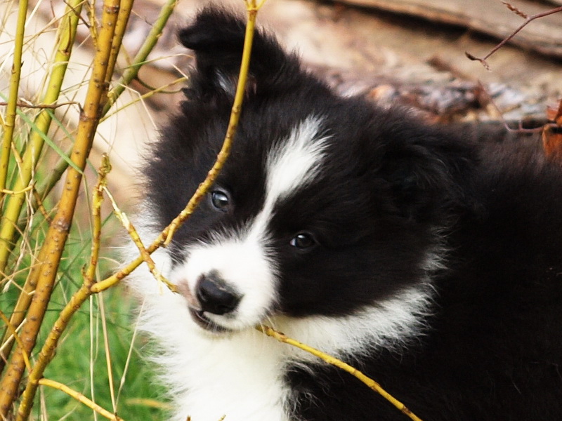 Cienn Ann - 7 týdnů / 7 weeks - 014