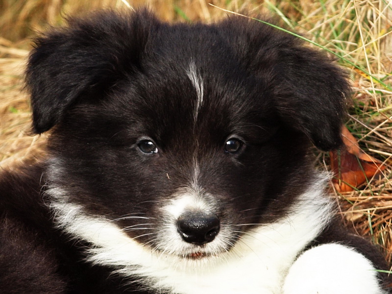 Cleo Finn - 7 týdnů / 7 weeks - 011