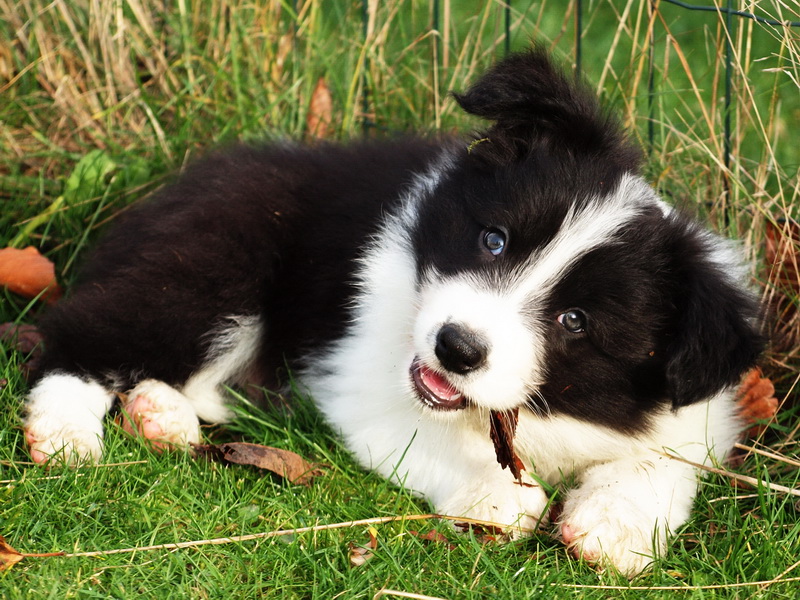 Crowdy Lee - 7 týdnů / 7 weeks - 012