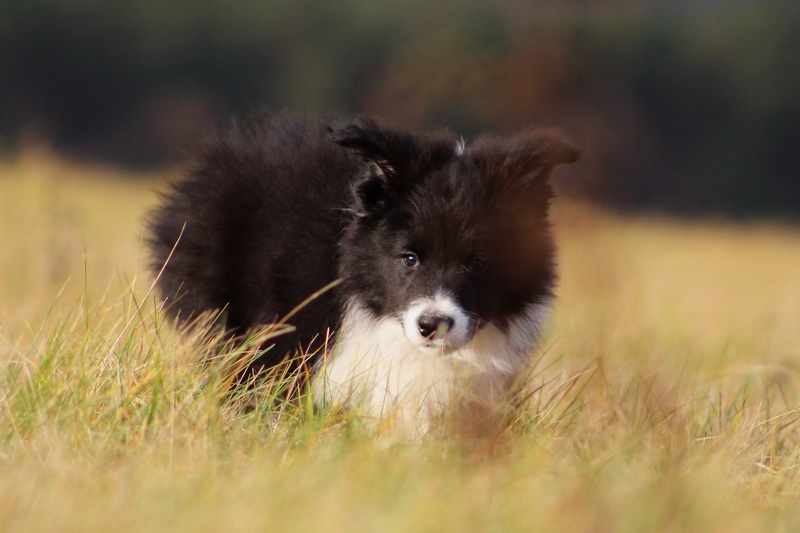 Ceedy Dean - 9,5 týdne / 9,5 weeks - 019