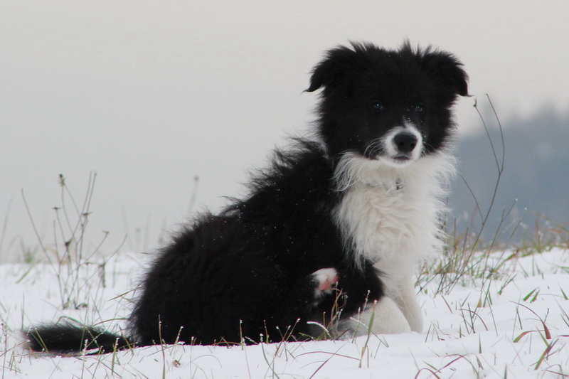 Ceedy Dean - 2,5 měsíce / 2,5 months - 026