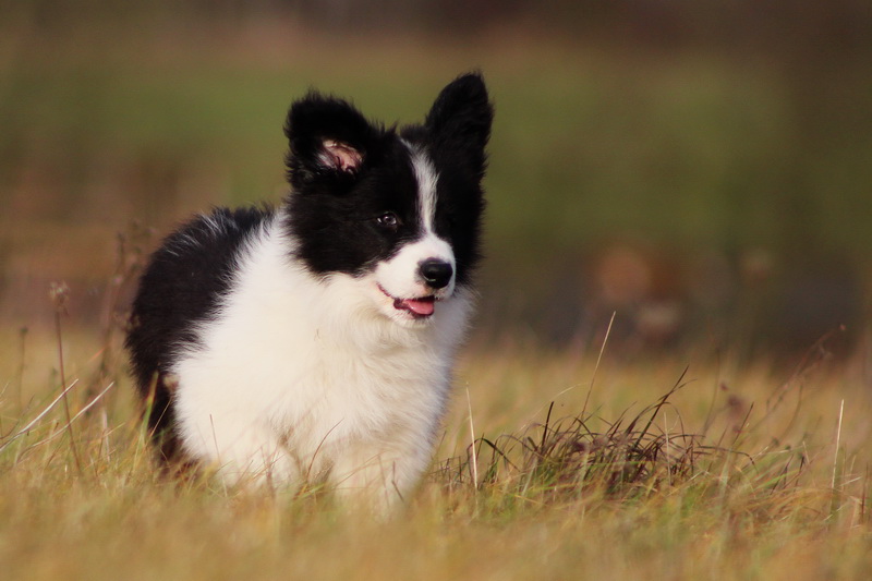 Crowdy Lee - 9,5 týdne / 9,5 weeks - 020