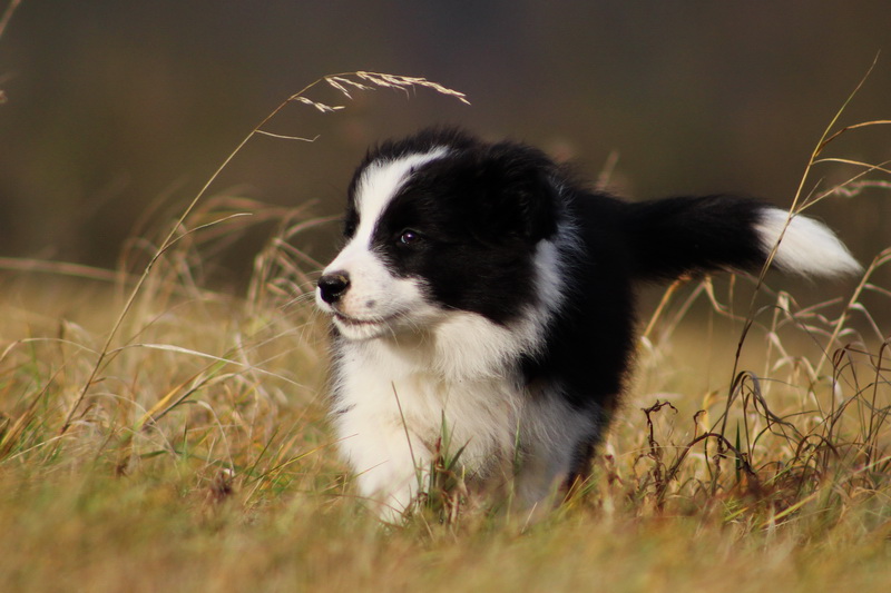 Cecill Nill - 9,5 týdne / 9,5 weeks - 020