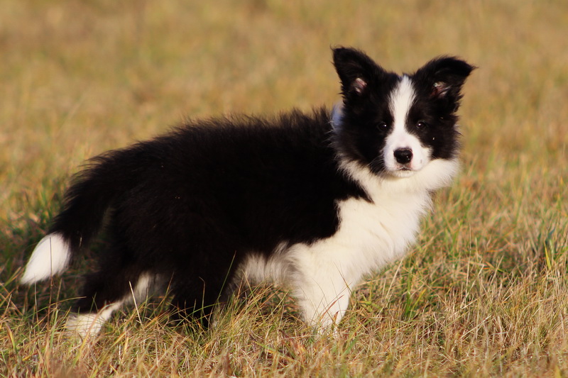 Cecill Nill - 9,5 týdne / 9,5 weeks - 021