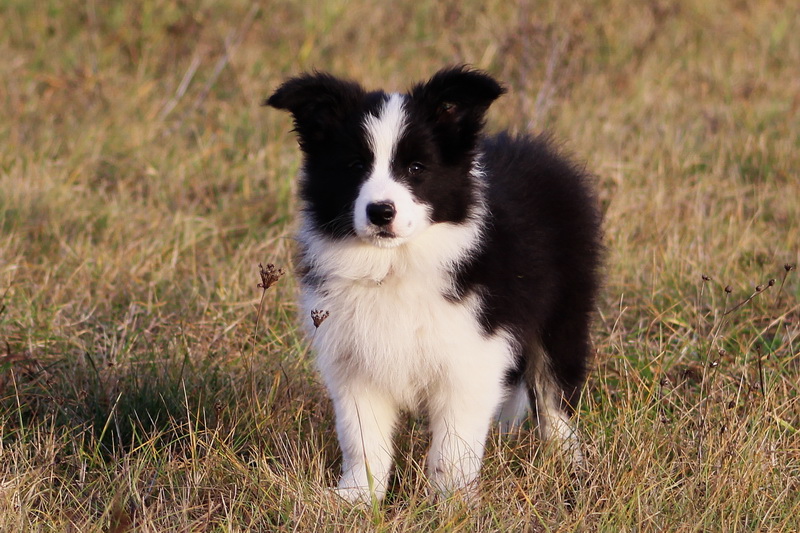 Cecill Nill - 9,5 týdne / 9,5 weeks - 022