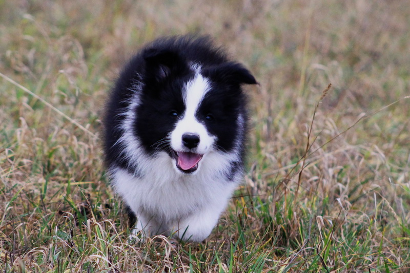 Cecill Nill - 9,5 týdne / 9,5 weeks - 023