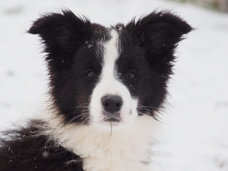 Cecill Nill - 12,5 týdne / 12,5 weeks - 029