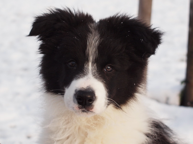 Crowdy Lee - 12,5 týdne / 12,5 weeks - 029