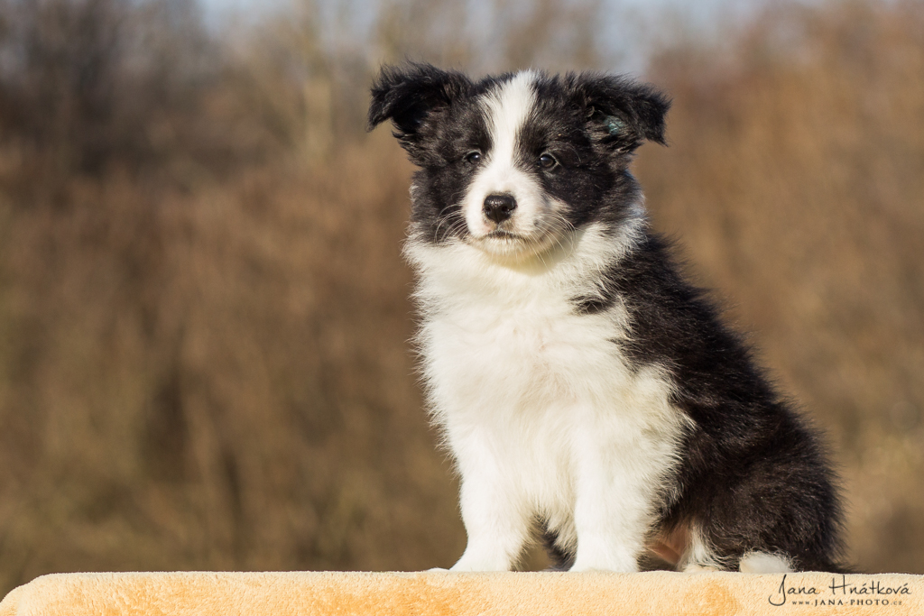 Cecill Nill - 7,5 týdne / 7,5 weeks - 017