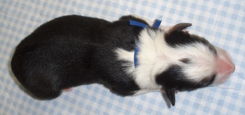 Aaron Happy Poneka 101 (1 den/day)