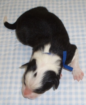 Aaron Happy Poneka 103 (1 den/day)