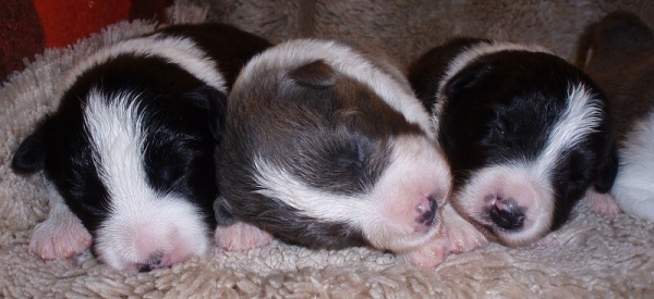 stenatka---spolecne---3