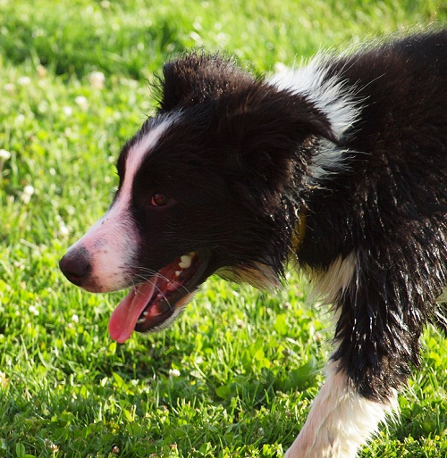 Abony Black Poneka 113 (5 měsíců/months)