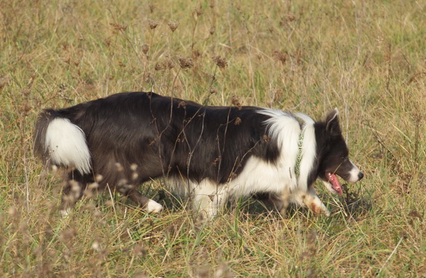 Athea Blue Poneka 133 (9,5 měsíců/months)